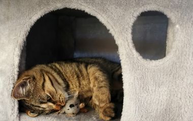 Як вибрати ідеальний котячий будиночок. Поради з вибору розміру та стилю