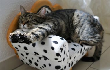 Створення затишного місця для вашого улюбленця Створення затишного місця для вашого улюбленця