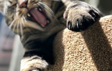 Чому коти точать. Розуміння потреб вашого кота Чому коти точать. Розуміння потреб вашого кота