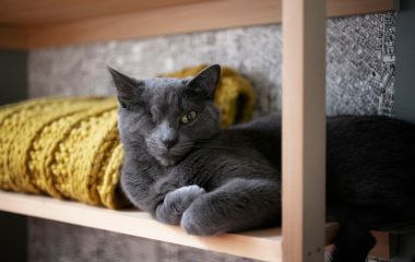 Кращі настінні будиночки для котів. Як зробити житло вашого улюбленця комфортним