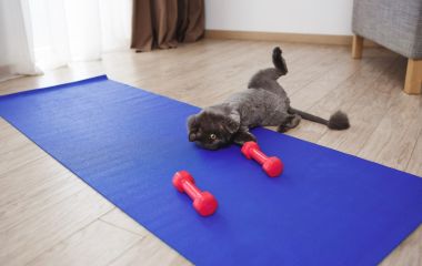 Топ 10 кращих тренажерів для кішок в домашніх умовах - порівняння і вибір ідеального