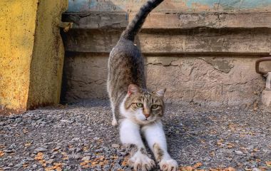 Тренажери для кішок – ключ до здоров'я та активності вашого улюбленця