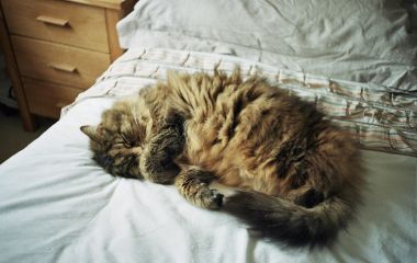 Топ-10 найкращих лежанок для котів - детальний огляд, рекомендації та відгуки від власників