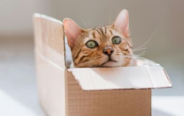 Як створити стильну та функціональну кімнату для кота - поради з комфортного середовища