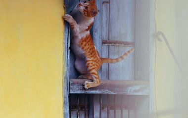 Ігрові комплекси для котів.  Як спосіб підняти настрій вашому пухнастому другові Ігрові комплекси для котів.  Як спосіб підняти настрій вашому пухнастому другові