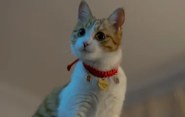 Як забезпечити безпеку вашому улюбленцю в кімнаті. Поради та рекомендації