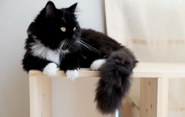 Як вибрати ідеальну поличку для вашого кота. Поради від професіоналів Як вибрати ідеальну поличку для вашого кота. Поради від професіоналів
